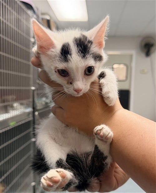 A169628 - Domestic Short Hair available for adoption