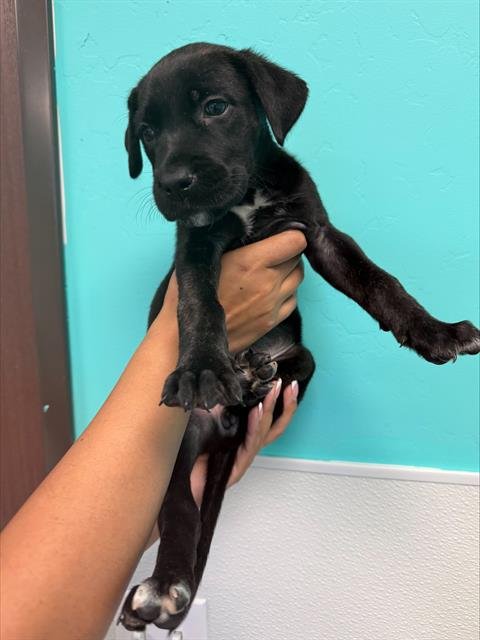 A170238 - Labrador Retriever available for adoption