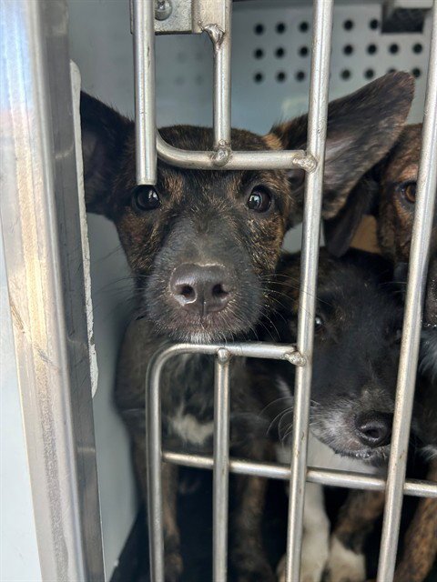 A170962 - German Shepherd Dog available for adoption