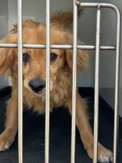 A168072 - Chihuahua available for adoption