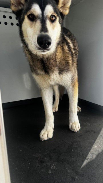 A165805 - Siberian Husky available for adoption