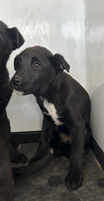 A166454 - German Shepherd Dog available for adoption