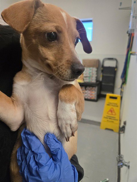A170018 - Chihuahua available for adoption