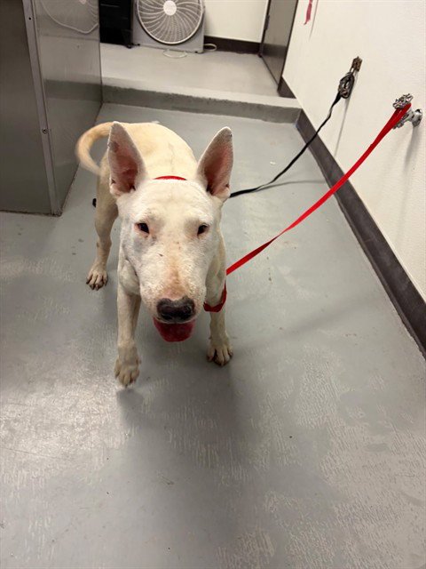 BLANCA - Bull Terrier available for adoption