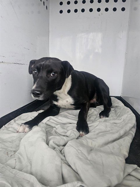 A165875 - Pit Bull Terrier / Labrador Retriever available for adoption