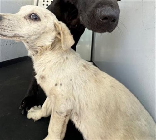 A167376 - Labrador Retriever available for adoption