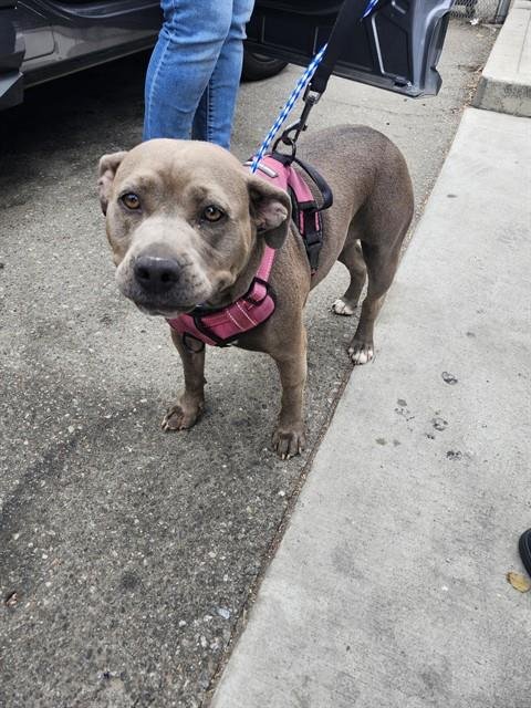 A170070 - Pit Bull Terrier available for adoption