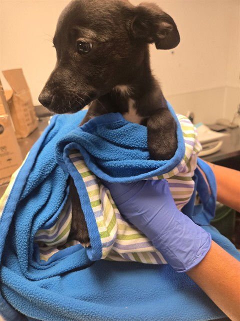 A166038 - Border Collie available for adoption