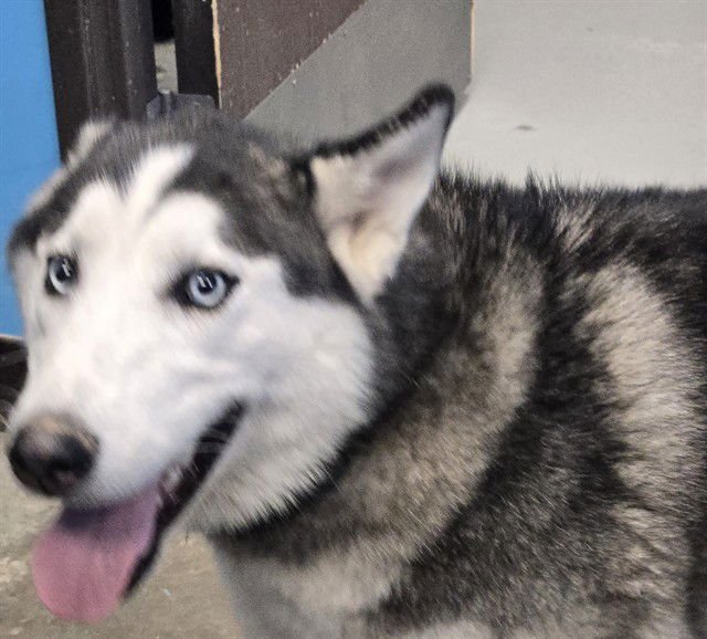 BRUNO - Siberian Husky available for adoption