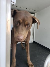 CHARLIE - Photo 1