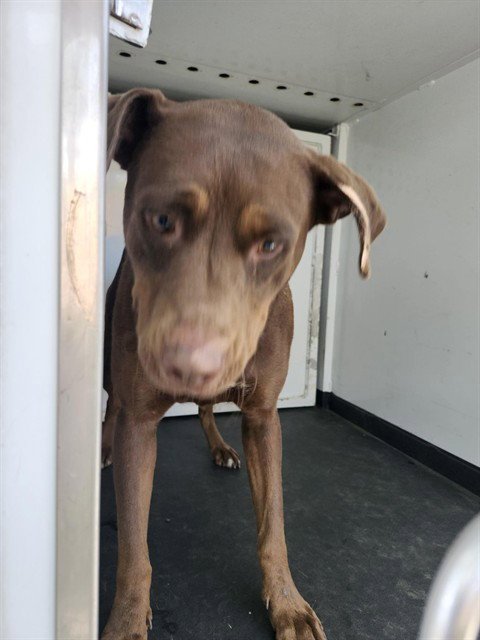 CHARLIE - Pit Bull Terrier / Labrador Retriever available for adoption