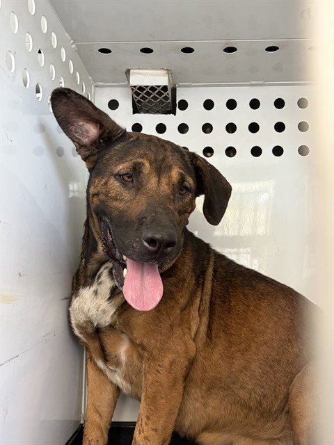 A170382 - German Shepherd Dog / Pit Bull Terrier available for adoption