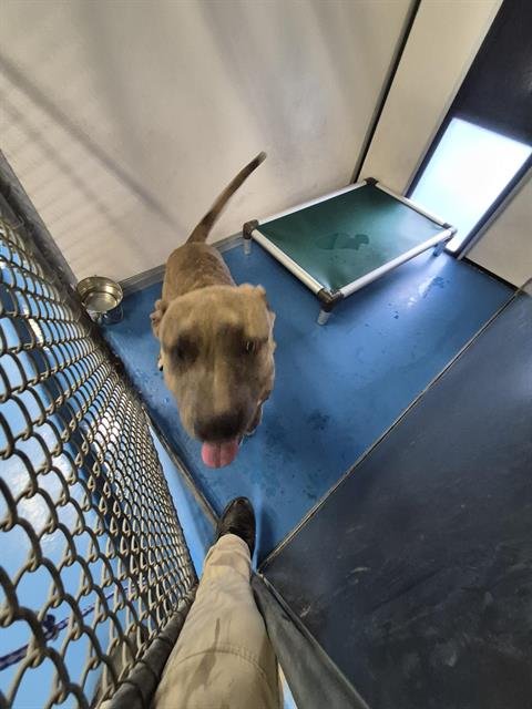 A170045 - Pit Bull Terrier available for adoption