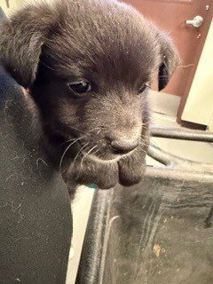 A167634 - Chihuahua available for adoption