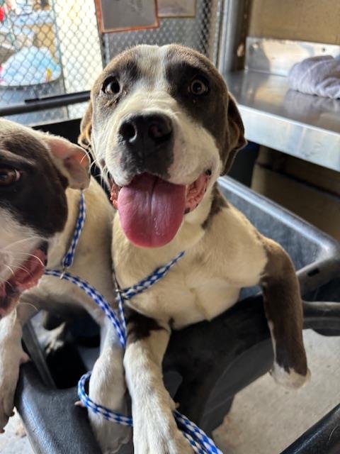 A167979 - Pit Bull Terrier available for adoption