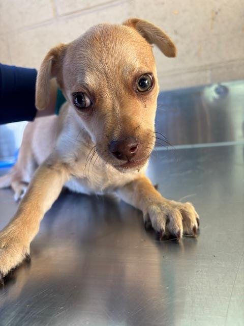 A167601 - Chihuahua available for adoption
