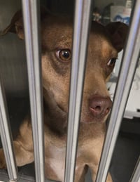 MOCHA - Photo 1