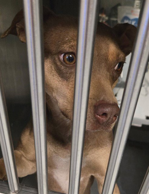 MOCHA - Australian Kelpie / Pit Bull Terrier available for adoption