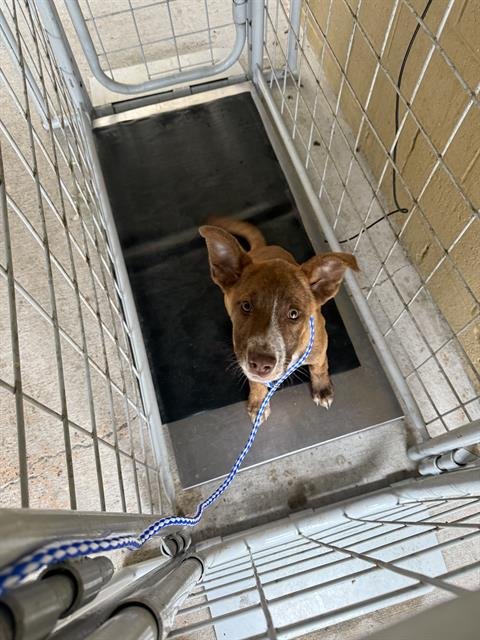 A166276 - Pit Bull Terrier available for adoption