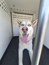 DUKE - Photo 1