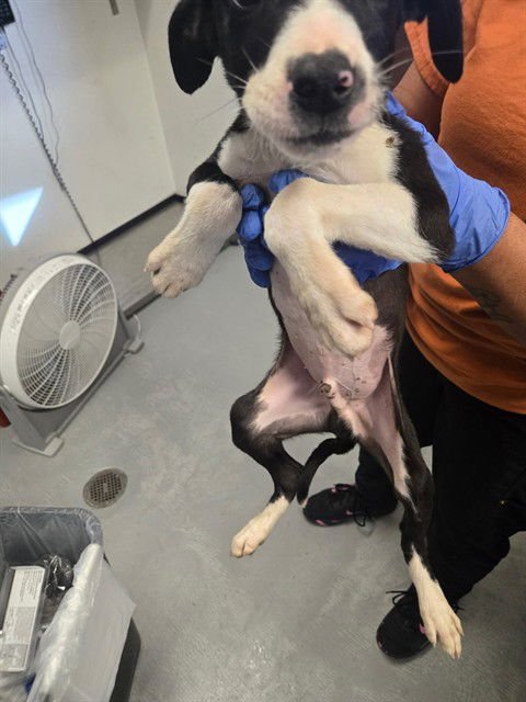 A166032 - Border Collie available for adoption