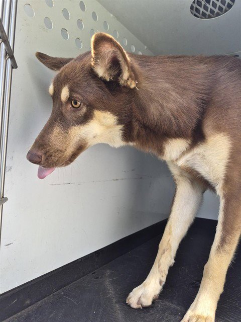 A171054 - Husky available for adoption