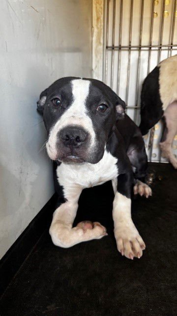 CHAQUETA - Pit Bull Terrier available for adoption