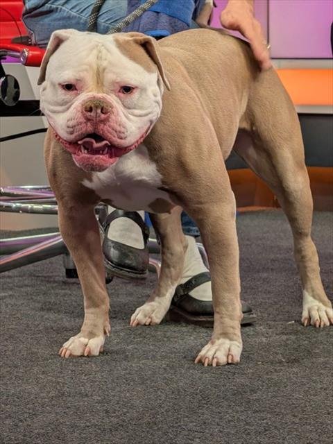 STELLA - American Bulldog available for adoption