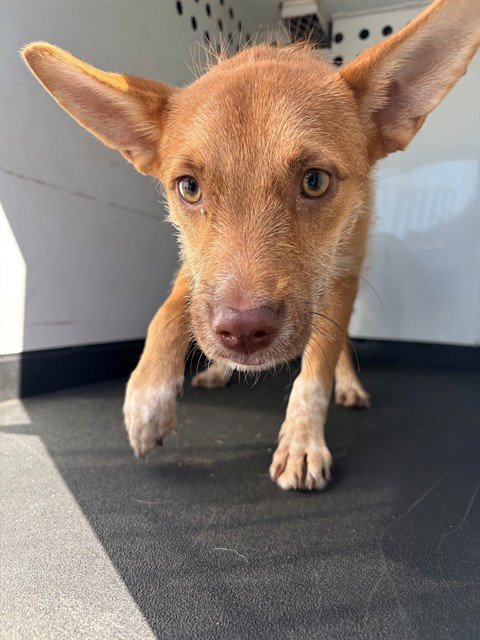 A167867 - Terrier available for adoption