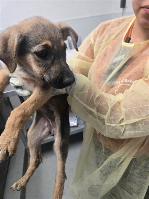 KANGA - German Shepherd Dog available for adoption