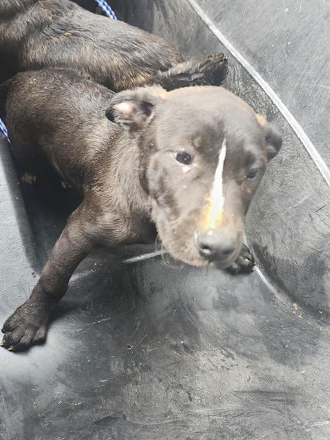 A167245 - Pit Bull Terrier available for adoption