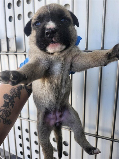 A167225 - German Shepherd Dog available for adoption