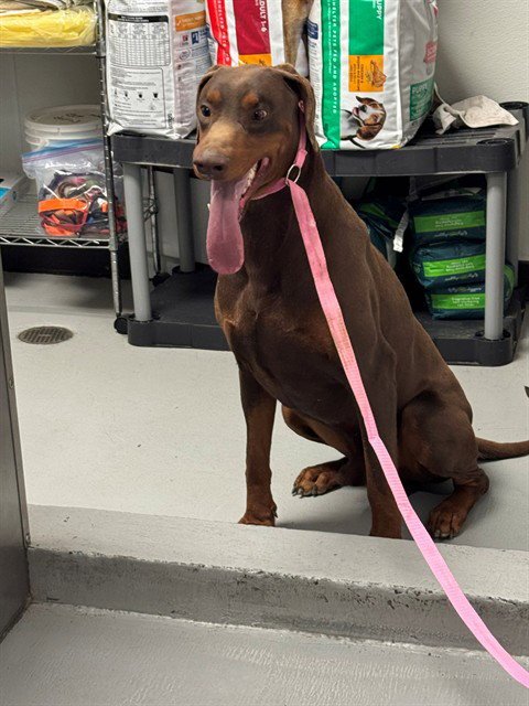A167636 - Doberman Pinscher available for adoption