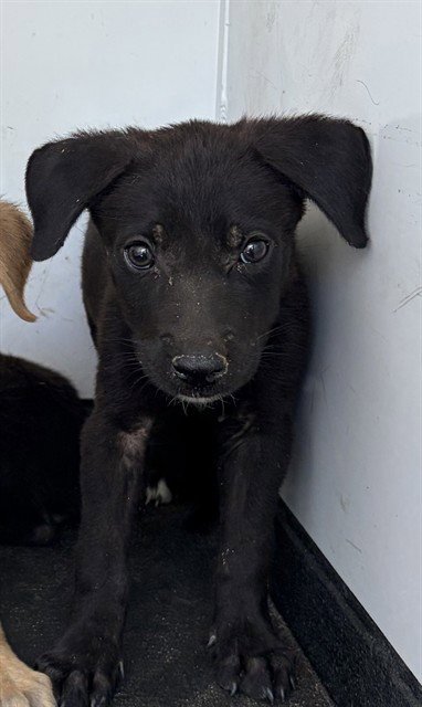 A170728 - German Shepherd Dog available for adoption
