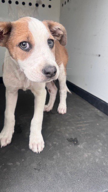 A168997 - Pit Bull Terrier available for adoption