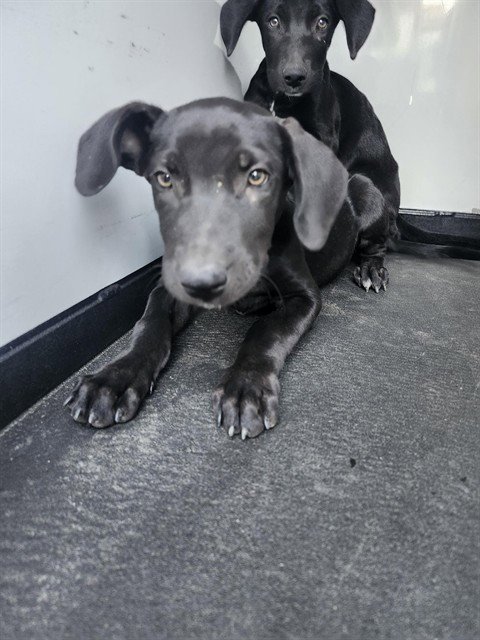 A170795 - Labrador Retriever available for adoption