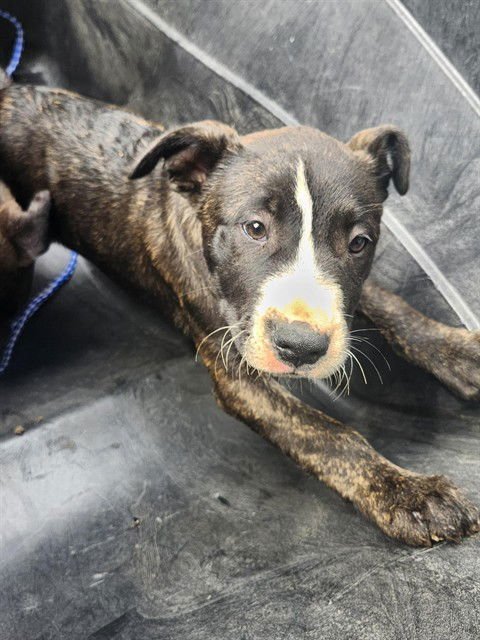A167247 - Pit Bull Terrier available for adoption