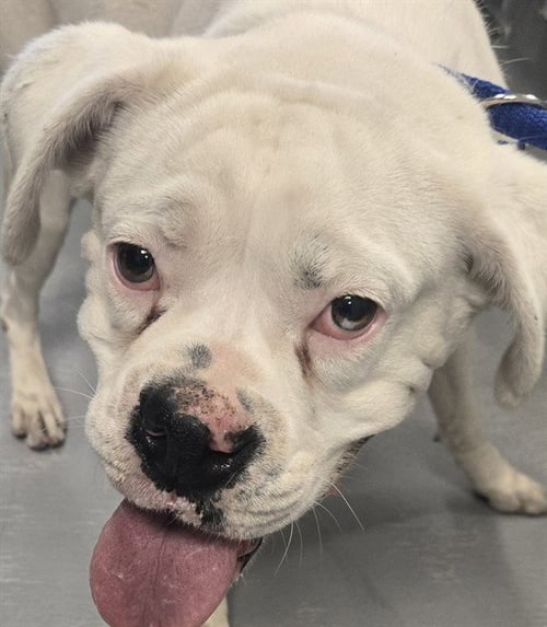 A168152 - Boxer available for adoption