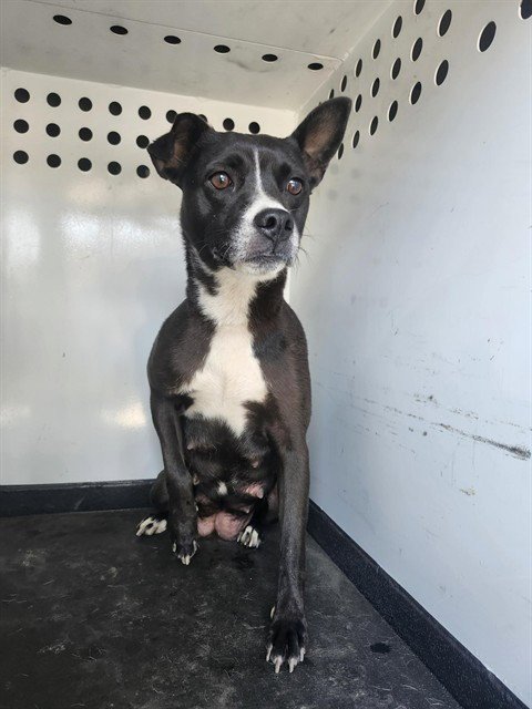 A167224 - Pit Bull Terrier available for adoption