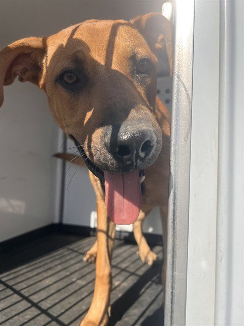 A170801 - Labrador Retriever available for adoption
