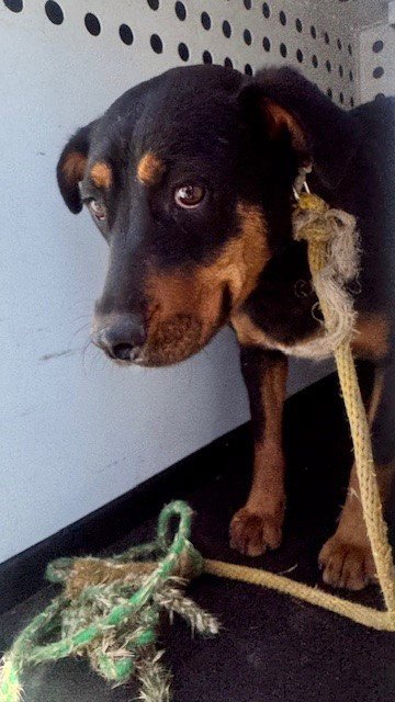 A167544 - Rottweiler available for adoption