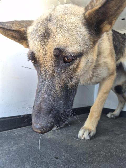 A169717 - German Shepherd Dog available for adoption
