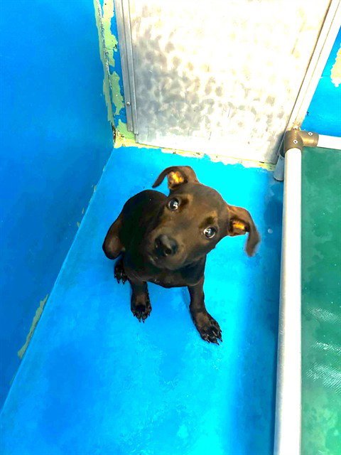 A170939 - Labrador Retriever available for adoption