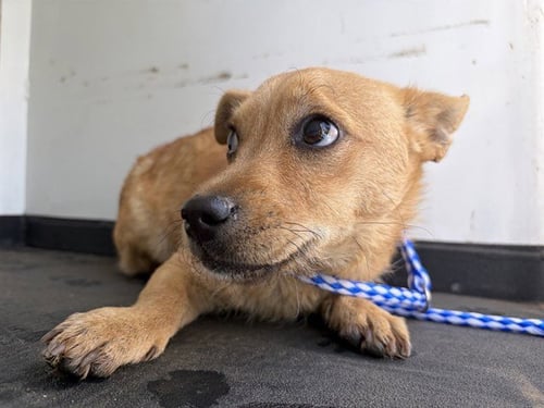 A168084 - Terrier available for adoption