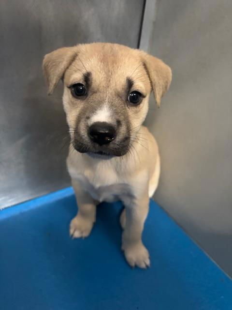 A166214 - Pit Bull Terrier available for adoption