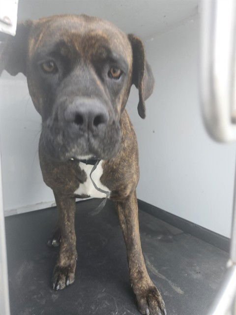 A166259 - Mastiff available for adoption