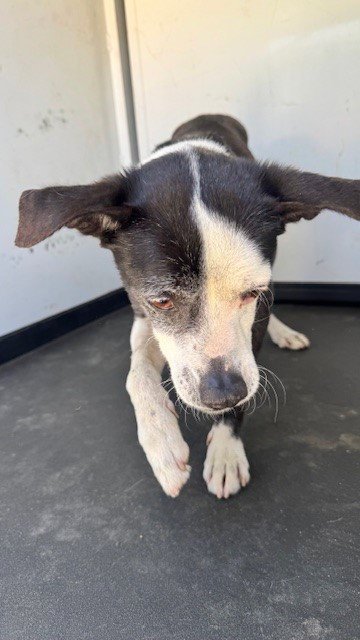 A167487 - Chihuahua available for adoption
