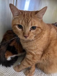 GARFIELD - Photo 1