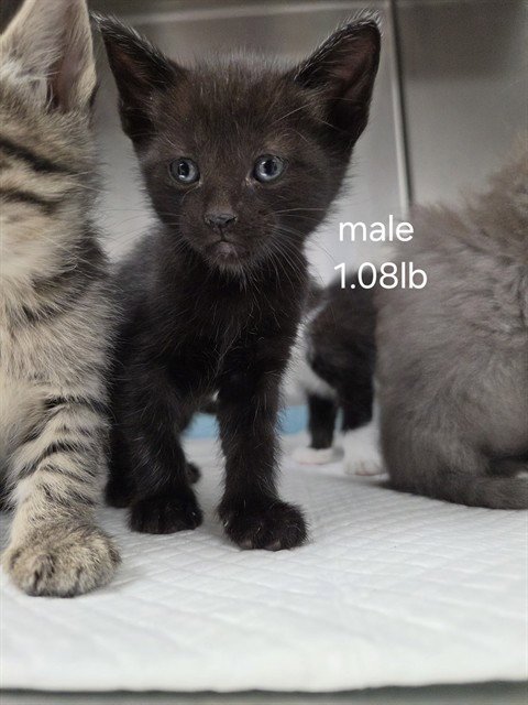 A168249 - Domestic Short Hair available for adoption