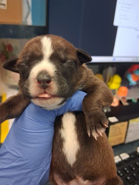 A165525 - Pit Bull Terrier available for adoption